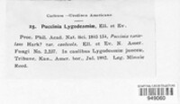 Puccinia lygodesmiae image